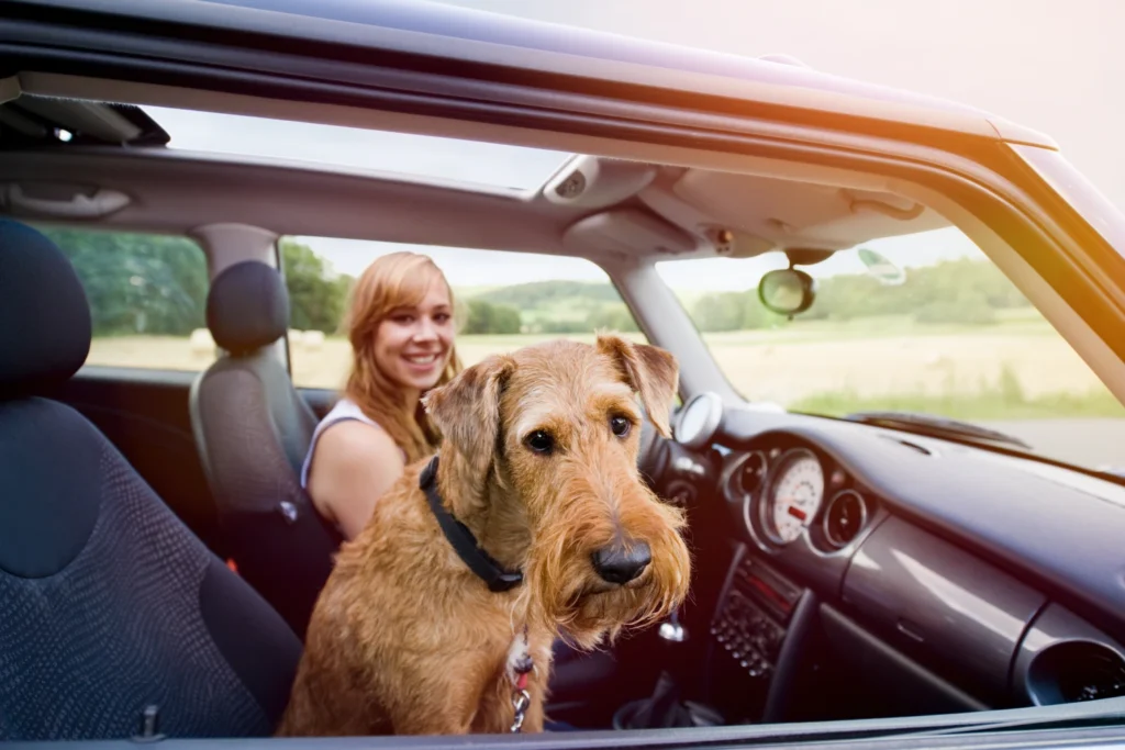 Irish Terriers Dog Car Seat for Hyundai Santa Fe