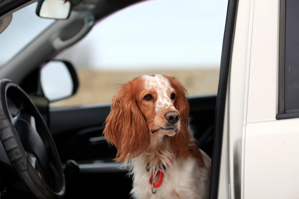 Welsh Springer Spaniels Dog Car Seat for Honda Accord