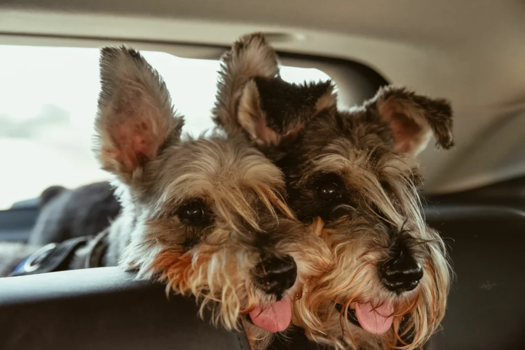 Giant Schnauzers Dog Car Seat Belt for Volkswagen Golf