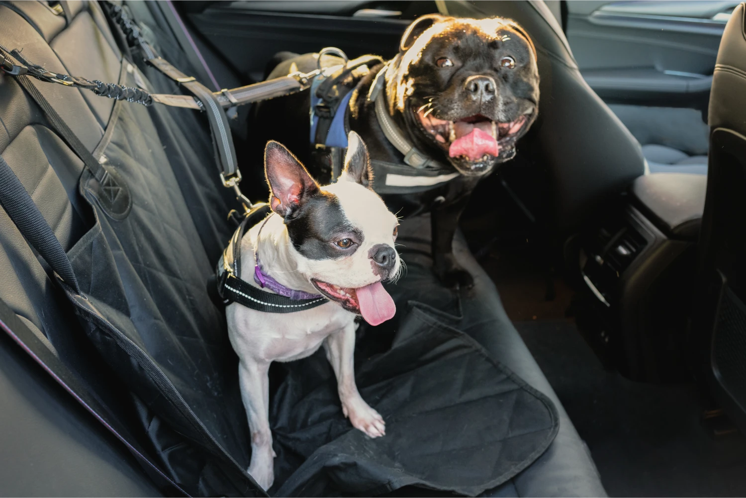 Kia Soul Dog Car Seat Belt for Whippets