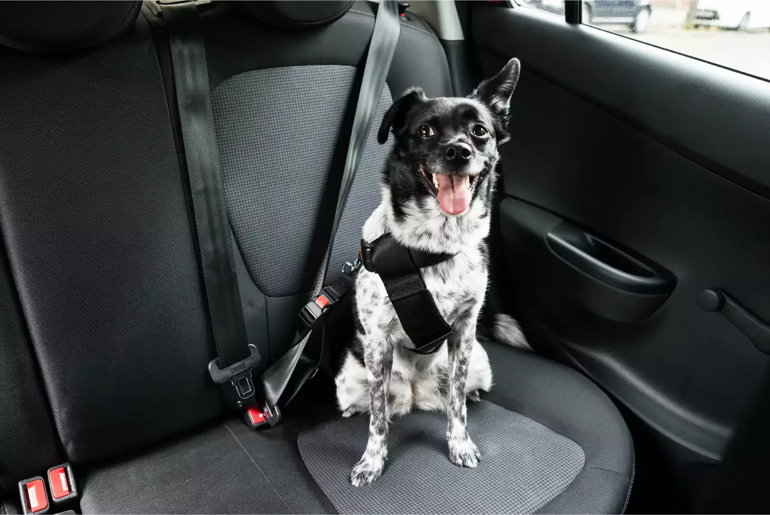 Ford F-Series Dog Safety Belt for Australian Cattle Dogs