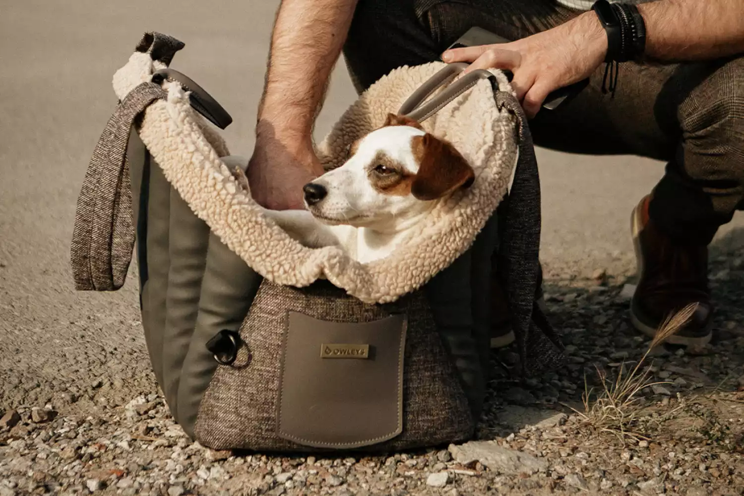 Bichon Frise Dog Carrier Car Seat for GMC Terrain